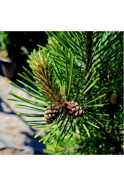 Сосна гірська Гном 